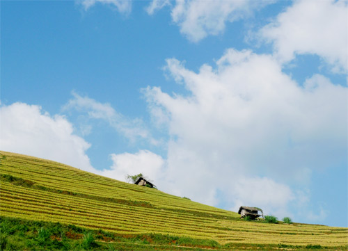 Mù Cang Chải,lúa chín,ruộng bậc thang,đẹp