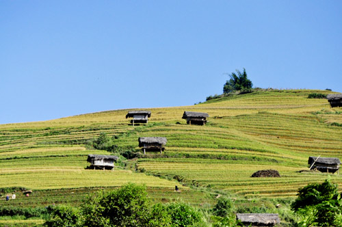 Mù Cang Chải,lúa chín,ruộng bậc thang,đẹp