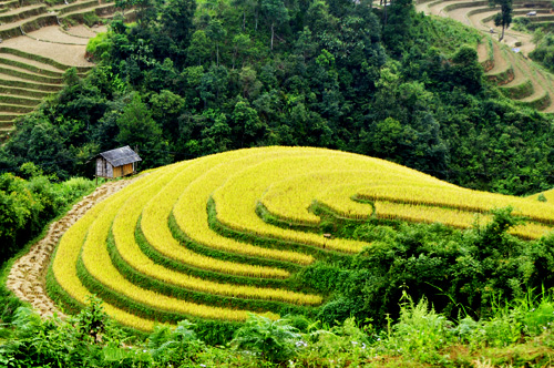 Mù Cang Chải,lúa chín,ruộng bậc thang,đẹp