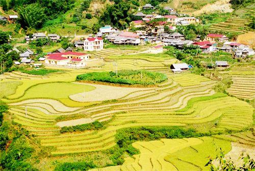 Mù Cang Chải,lúa chín,ruộng bậc thang,đẹp