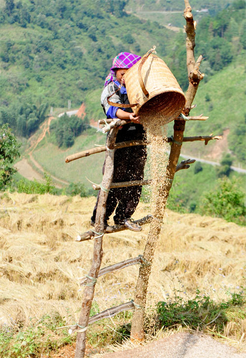 Mù Cang Chải,lúa chín,ruộng bậc thang,đẹp