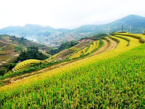 Mù Cang Chải,lúa chín,ruộng bậc thang,đẹp