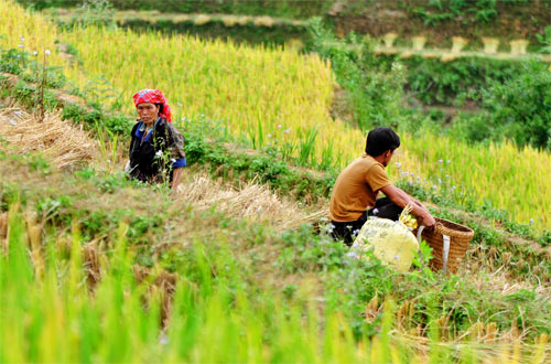 Mù Cang Chải,lúa chín,ruộng bậc thang,đẹp