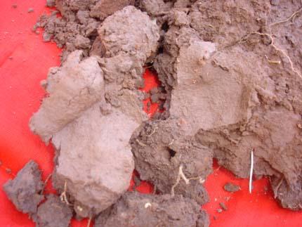 Sự thật khác về nhà ngoại cảm, thần y, người giời...
