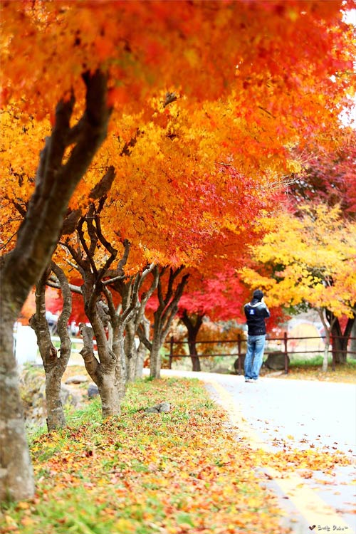 cảnh đẹp,ảnh đẹp,Seoul,Hàn Quốc,mùa thu
