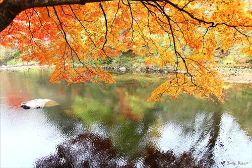 cảnh đẹp,ảnh đẹp,Seoul,Hàn Quốc,mùa thu