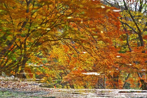 cảnh đẹp,ảnh đẹp,Seoul,Hàn Quốc,mùa thu