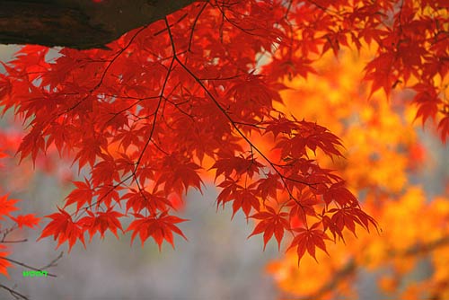 cảnh đẹp,ảnh đẹp,Seoul,Hàn Quốc,mùa thu