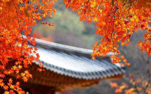 cảnh đẹp,ảnh đẹp,Seoul,Hàn Quốc,mùa thu