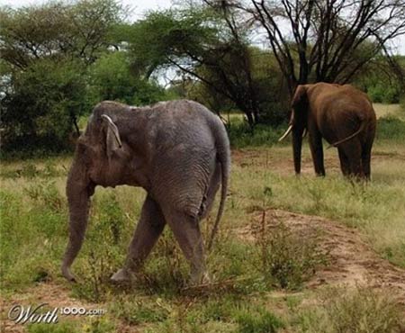 The world's largest bipedal mammal you will ever see will surprise ...