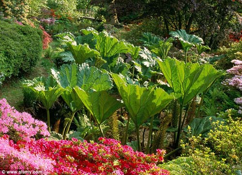  ky luc,ky luc the gioi,ky luc Guinness,la cay Gunnera Manicata