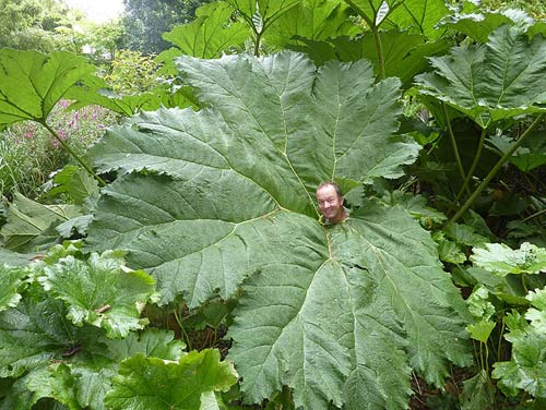  ky luc,ky luc the gioi,ky luc Guinness,la cay Gunnera Manicata