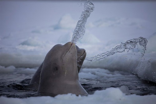 ảnh đẹp,Splashing,ảnh thiên nhiên