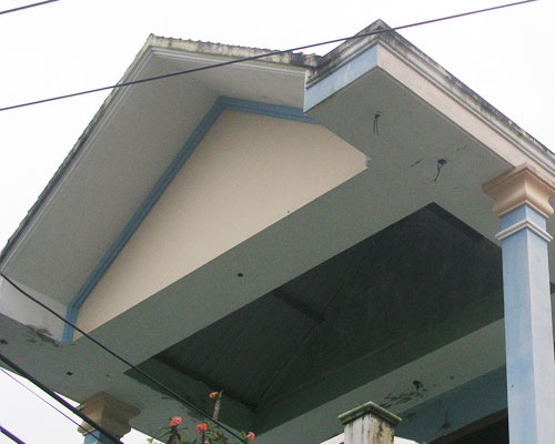 chim lạ,tổ chim