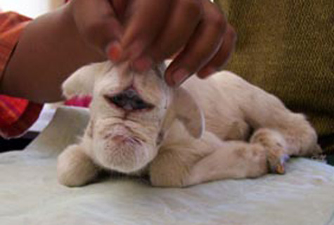 chuyện lạ, ngoại hình, cơ thể
