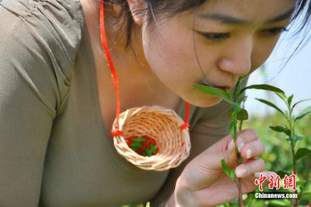 trinh nữ, hái chè bằng ngực, Trung Quốc, quốc tế, thế giới đó đây