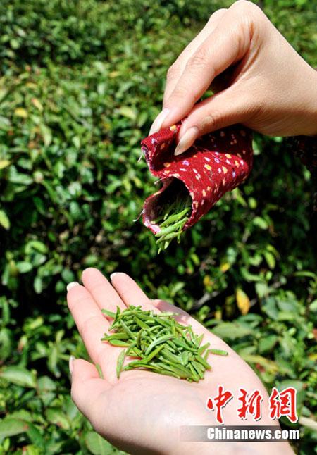 trinh nữ, hái chè bằng ngực, Trung Quốc, quốc tế, thế giới đó đây