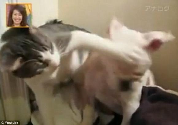 chuyện lạ, mèo, động vật