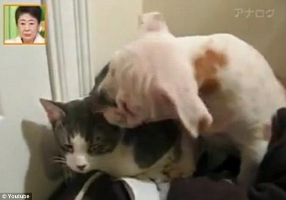 chuyện lạ, mèo, động vật