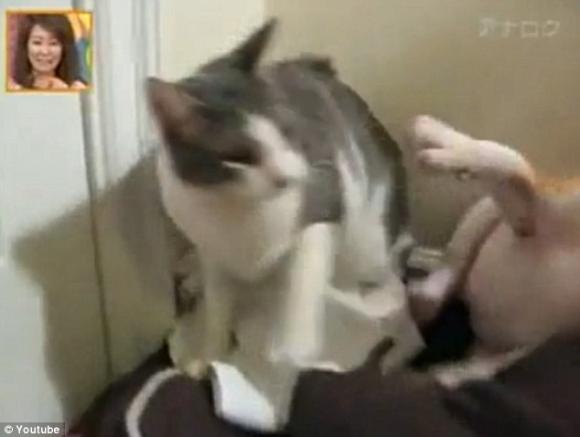 chuyện lạ, mèo, động vật