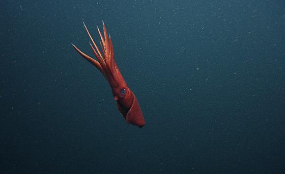 Loài mực ống Octopoteuthis deletron bơi ở độ sâu 854m dưới mặt nước biển ở Monterery Canyon, gần California (Mỹ).