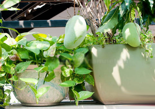 Nhà của vợ chồng ca sĩ Lý Hải
