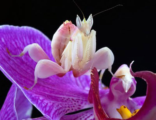 Những 