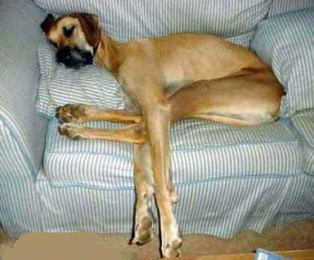 ảnh cười,ảnh vui,ảnh hài hước,biếm họa,stress