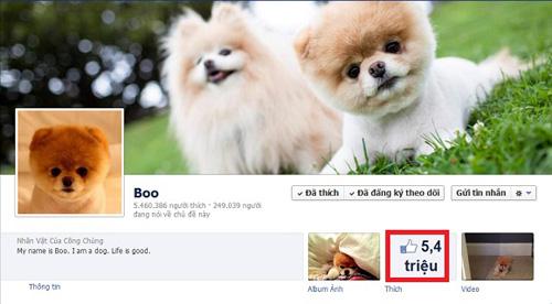Cư dân mạng,chú chó đáng yêu,Boo,Hachiko,Tâm Tâm,giới trẻ