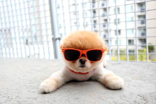 Cư dân mạng,chú chó đáng yêu,Boo,Hachiko,Tâm Tâm,giới trẻ