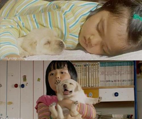 Cư dân mạng,chú chó đáng yêu,Boo,Hachiko,Tâm Tâm,giới trẻ