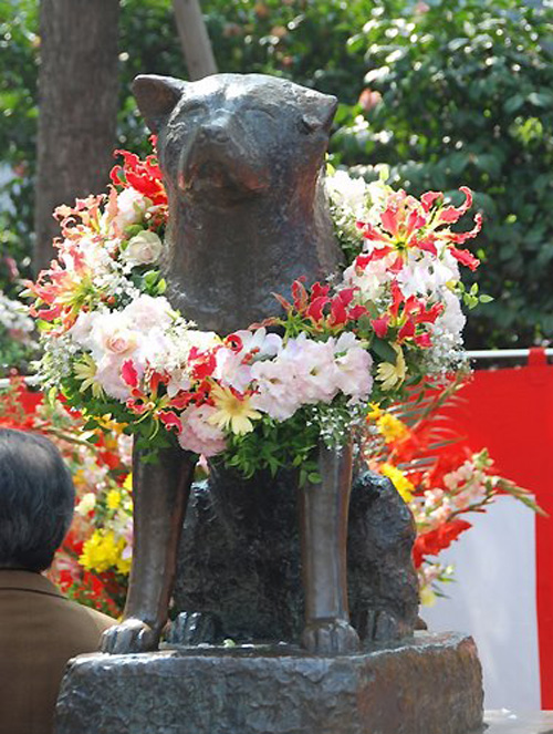 Cư dân mạng,chú chó đáng yêu,Boo,Hachiko,Tâm Tâm,giới trẻ