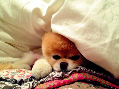 Cư dân mạng,chú chó đáng yêu,Boo,Hachiko,Tâm Tâm,giới trẻ
