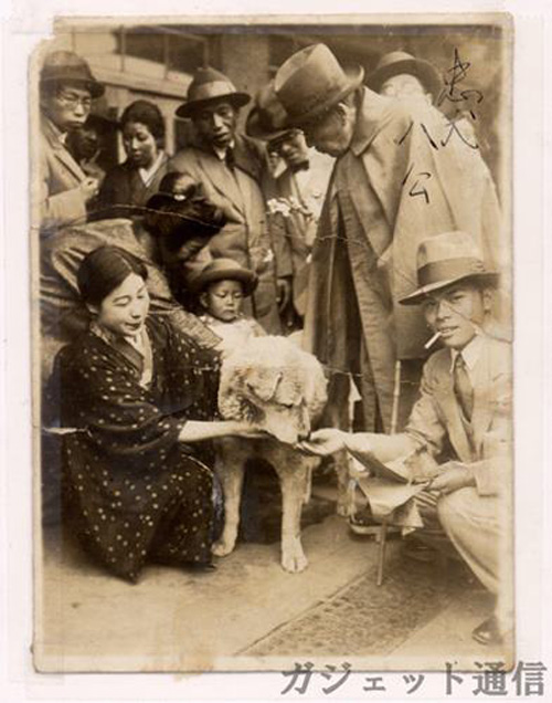 Cư dân mạng,chú chó đáng yêu,Boo,Hachiko,Tâm Tâm,giới trẻ