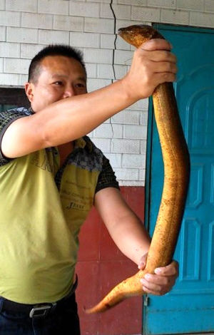 Chuyện lạ,chuyện lạ thế giới,phi thường,kỳ quặc,lươn khổng lồ