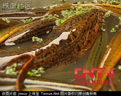 Chuyện lạ,chuyện lạ thế giới,phi thường,kỳ quặc,lươn khổng lồ