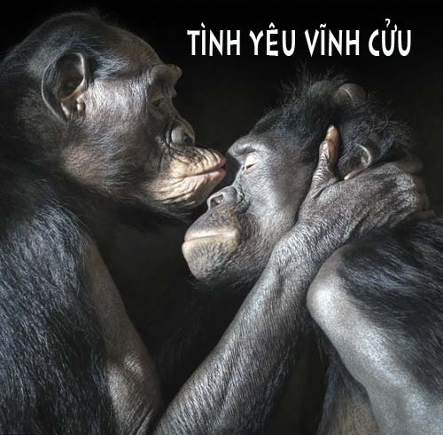 ảnh vui,ảnh cười,thư giãn,hài hước,ảnh tếu,động vật