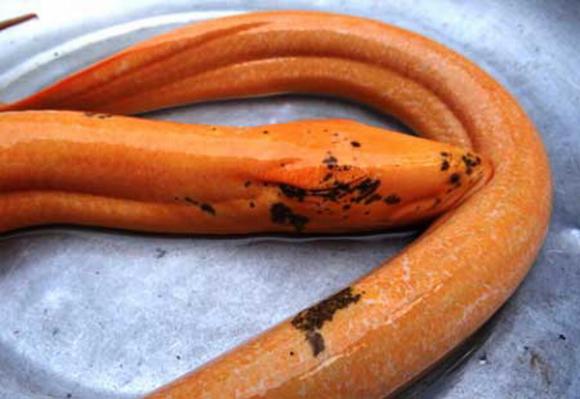 chuyện lạ,chuyện lạ việt nam,phi thường,kỳ quặc,sinh vật lạ