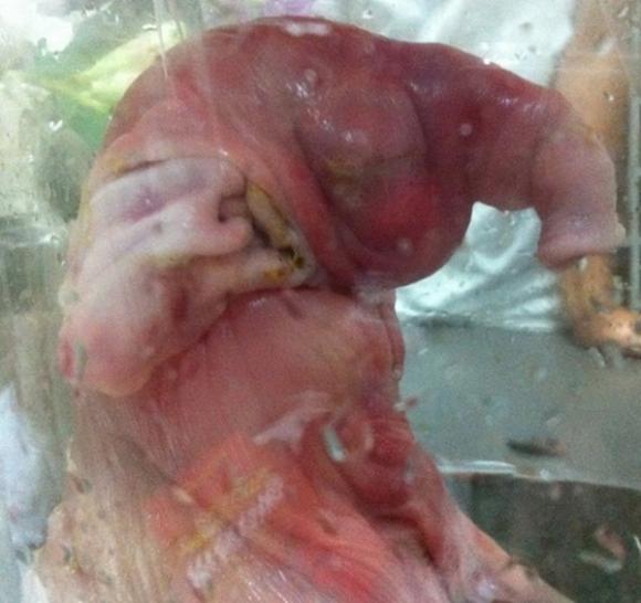 chuyện lạ,chuyện lạ việt nam,phi thường,kỳ quặc,sinh vật lạ