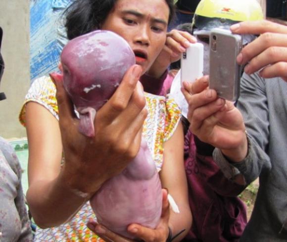 chuyện lạ,chuyện lạ việt nam,phi thường,kỳ quặc,sinh vật lạ