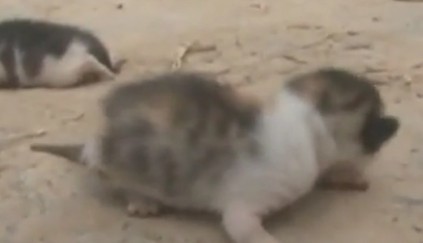 Chuyện lạ,chuyện lạ thế giới,phi thường,kỳ quặc,chó đẻ ra mèo