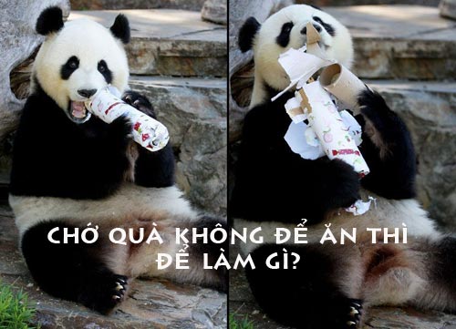 ảnh vui,ảnh cười,thư giãn,hài hước,ảnh tếu,động vật
