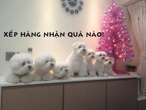 ảnh vui,ảnh cười,thư giãn,hài hước,ảnh tếu,động vật