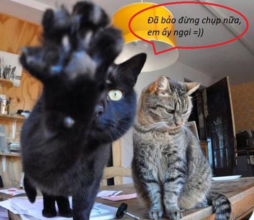 ảnh vui,ảnh cười,thư giãn,hài hước,ảnh tếu,động vật