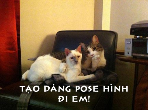 ảnh vui,ảnh cười,thư giãn,hài hước,ảnh tếu,động vật