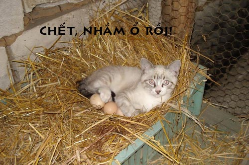 ảnh vui,ảnh cười,thư giãn,hài hước,ảnh tếu,động vật