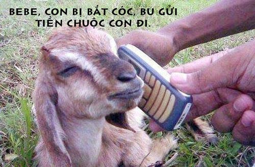 ảnh vui,ảnh cười,thư giãn,hài hước,ảnh tếu,động vật