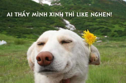 ảnh vui,ảnh cười,thư giãn,hài hước,ảnh tếu,động vật