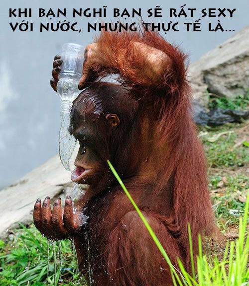 ảnh vui,ảnh cười,thư giãn,hài hước,ảnh tếu,động vật