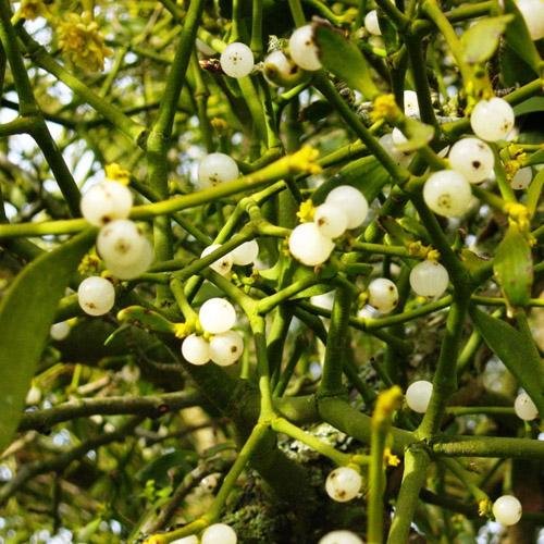 Chuyện lạ,chuyện lạ thế giới,phi thường,kỳ quặc,tập tục